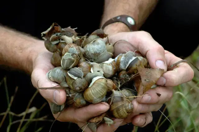 Ile ślimaków winniczków na kg? Liczba, prawo i jak zbierać z zyskiem