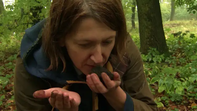 Sezon na trufle: Kiedy szukać i gdzie kupić w Polsce? Kalendarz