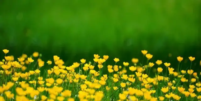 Co zamiast trawnika do chodzenia? Odkryj piękne i łatwe w pielęgnacji alternatywy