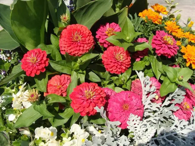 Kiedy siać astry na rozsadę, aby uniknąć błędów w uprawie