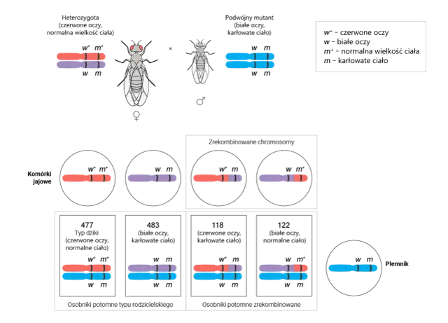 Crossing-over: Jak wymiana genów tworzy unikalne życie i napędza ewolucję?