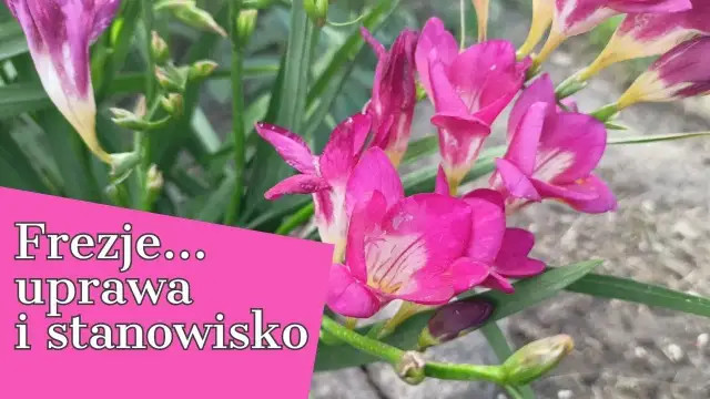 Jak uprawiać frezje – proste sposoby na piękne kwiaty w ogrodzie