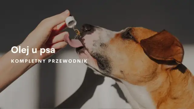 Jaki olej dla psa? Odkryj najlepsze opcje dla zdrowia i sierści