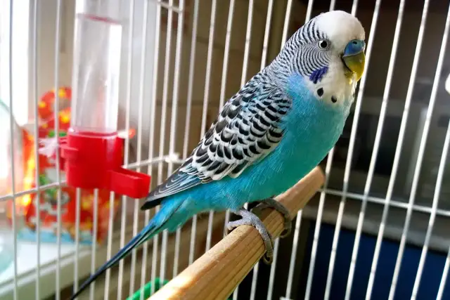 Samotna papuga falista: Czy cierpi? Jak jej pomóc? Poradnik