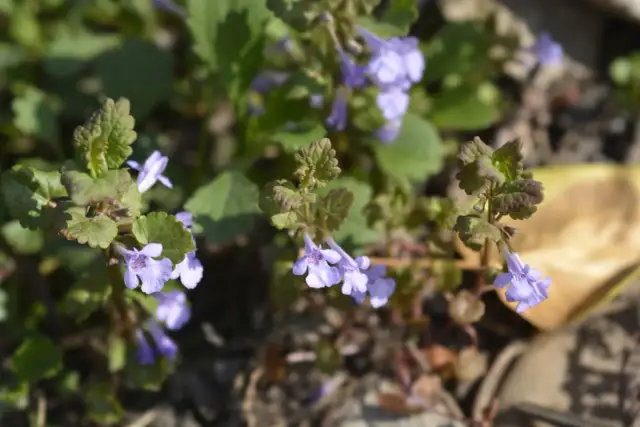 Delikatne, fioletowe kwiaty bluszczyku kurdybanka rozwijają się wśród zielonych liści, tworząc wiosenny dywan.