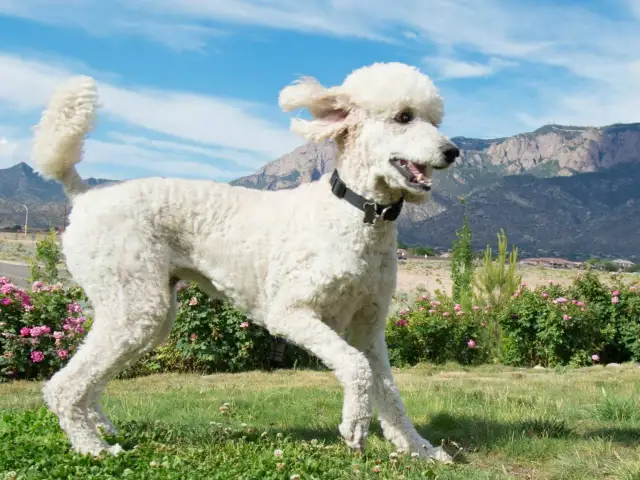 Biały pudel duży wzrost, wesoło biegnie przez zieloną łąkę. W tle góry i błękitne niebo.