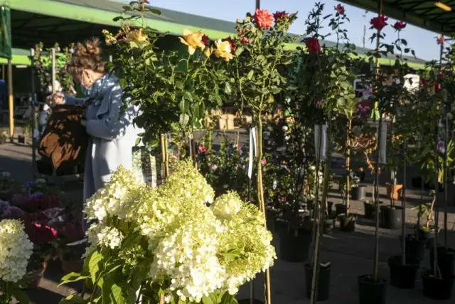 Jak dojechać do giełdy kwiatowej w Krakowie - proste trasy i porady