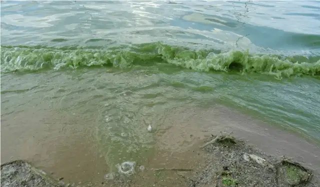 Jaka woda jest w Bałtyku? Zaskakujące fakty o jej jakości i zasoleniu