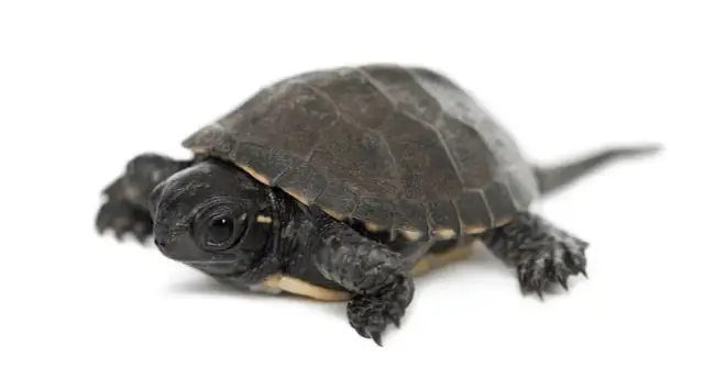 Jaki żółw do domu cena - poznaj najlepsze gatunki i ich koszty