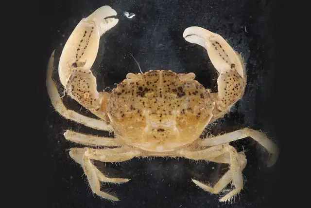 Mały, brązowy krab z kropkami na pancerzu i szczypcach, na czarnym tle.