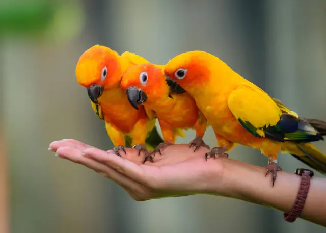 Twój kanarek ma pasożyty? Rozpoznaj objawy i sprawdź klatkę!