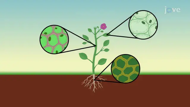 Wakuola i turgor: Dlaczego rośliny stoją prosto?