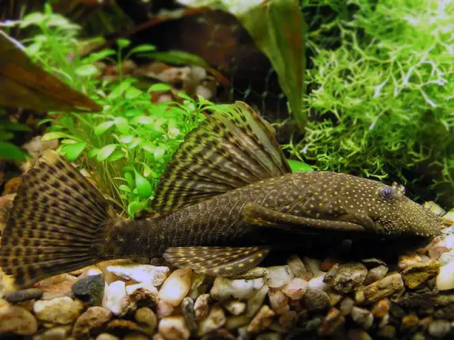 Jaka temperatura w akwarium dla glonojada zapewni zdrowie ryb?