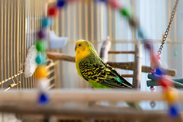 Papuga wyrywa pióra? Odkryj przyczyny i skutecznie pomóż!