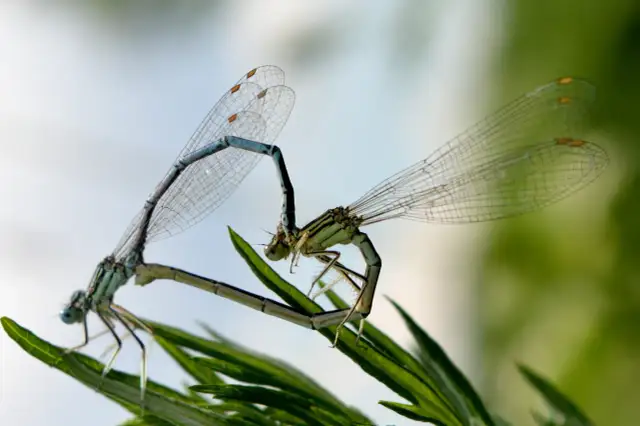 Cykl życia ważek: Od jaja po powietrznego akrobatę