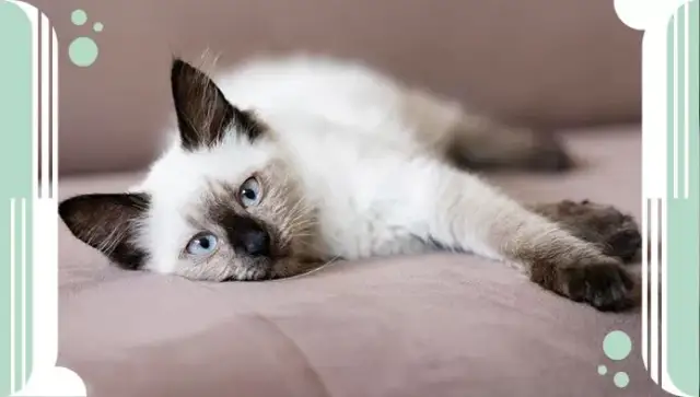 Cuánto dura un gato: descubre los secretos de su longevidad real