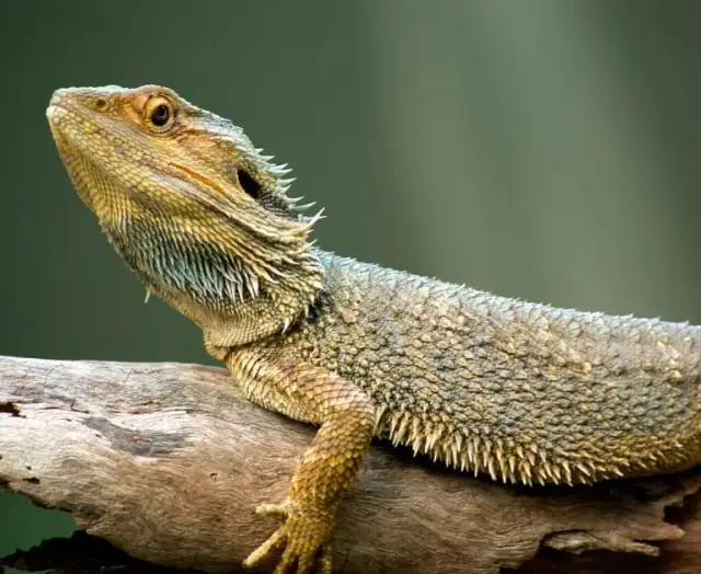 Jakie zwierzę do terrarium? Najlepsze gatunki dla początkujących