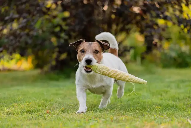 Czy pies może jeść kukurydzę z puszki? Dowiedz się, co musisz wiedzieć