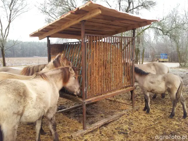 Jak zrobić paśnik dla koni? DIY: zdrowie i oszczędności!