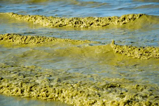 Jak wyglądają sinice w Bałtyku i co warto o nich wiedzieć