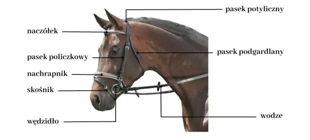 Czy wędzidło boli konia? Odkryj, jak uniknąć bólu u koni