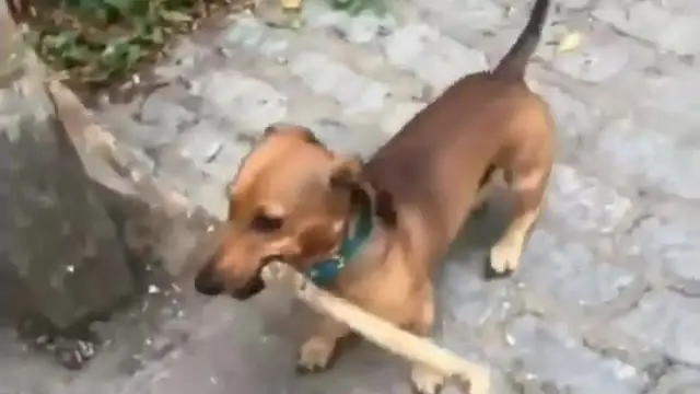 Śmieszne filmy o zwierzętach na YouTube po polsku, które musisz zobaczyć