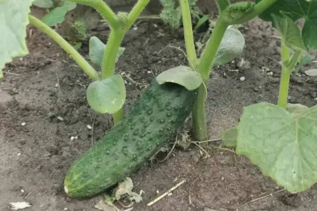 Czy można siać ogórki w lipcu? Sprawdź, jak to zrobić skutecznie