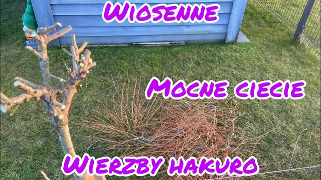 Jak przycinać wierzbę Hakuro? Poradnik krok po kroku