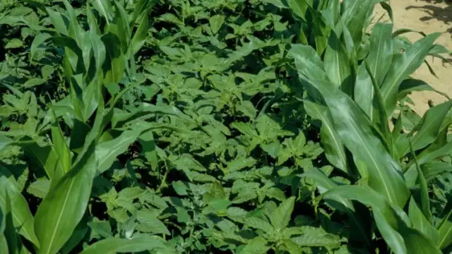 Szarłat chwast: jak skutecznie zwalczać ten uciążliwy chwast?