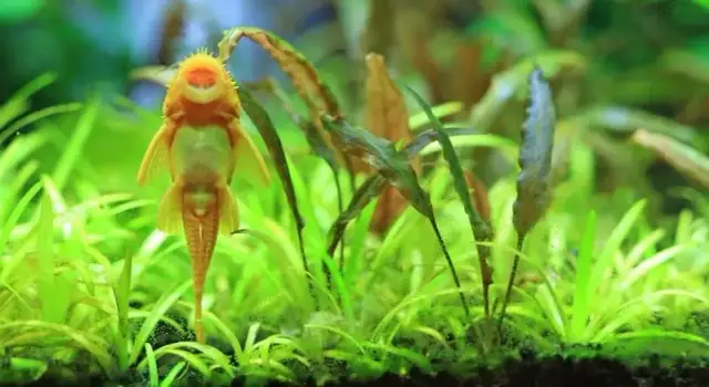 Czy glonojad może być z bojownikiem? Unikaj problemów w akwarium!