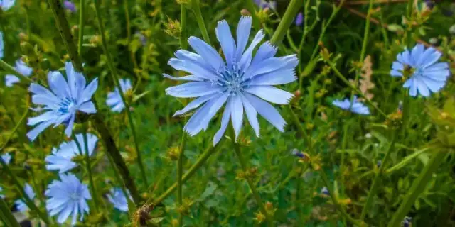 Chwast kwitnący na niebiesko – piękne rośliny, które mogą zaskoczyć
