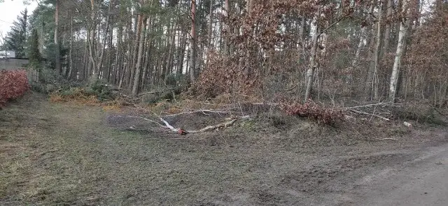 Obszar na którym wycięto drzewa w lesie – skutki i kontrowersje