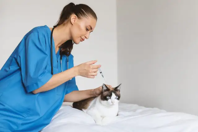 Weterynarz: Kiedy umówić wizytę, a kiedy jechać bez zapowiedzi?