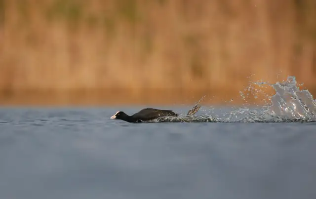 Samotny ptak egzotyczny? Jak zapewnić mu dobrostan i szczęście?