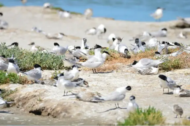Jakie ptaki nad morzem? Poznaj sezonowe gatunki i ich siedliska