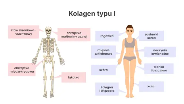 Schemat pokazuje, gdzie występuje kolagen typu 1: w kościach, skórze, ścięgnach, chrząstkach, naczyniach krwionośnych i innych tkankach.