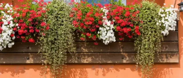 Jakie rośliny do donic na taras – piękne i łatwe w pielęgnacji opcje