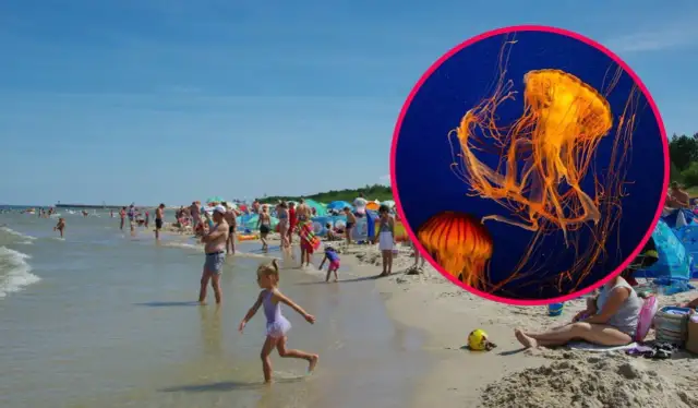 Jakie meduzy żyją w Bałtyku i czy są niebezpieczne dla człowieka?