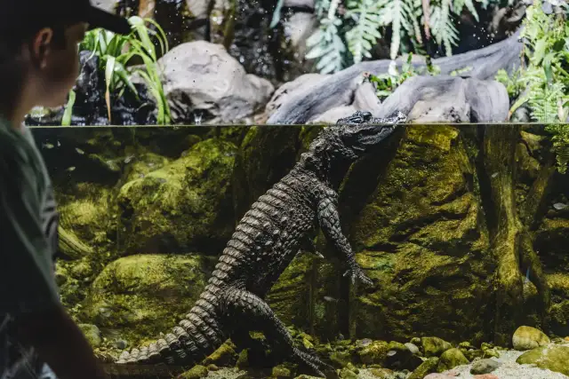 Chłopiec obserwuje krokodyla krótkopyskiego w akwarium. Gad wspina się po skale, a w wodzie pływają małe rybki.