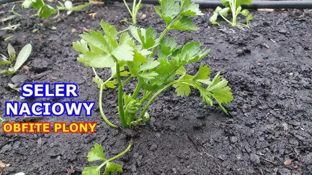 Uprawa selera: Poradnik krok po kroku do obfitych plonów