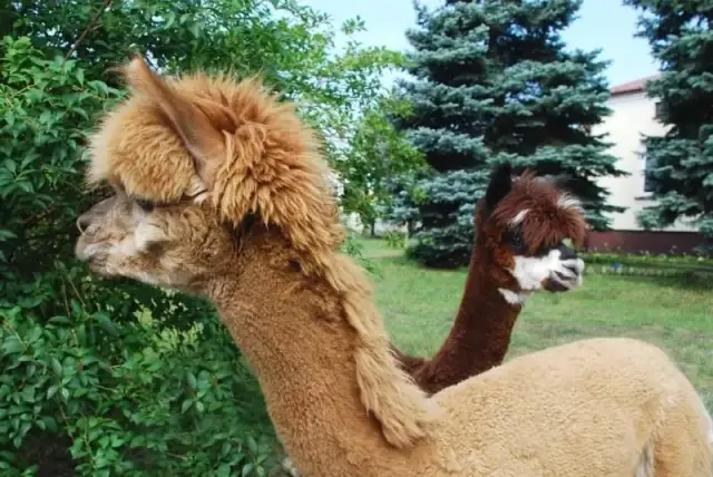 Zajęcia z alpakami w przedszkolu: jak wspierają rozwój dzieci