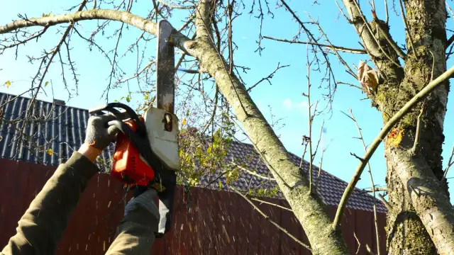 Ręce w rękawiczkach trzymają piłę łańcuchową, ścinając gałąź drzewa. To dobry moment, by dowiedzieć się, do kiedy można ścinać drzewa.