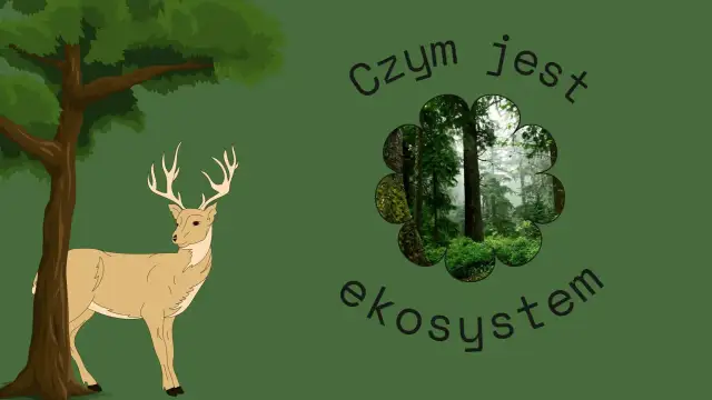 Konkurencja w biologii – zrozumienie jej roli i wpływu na ekosystemy