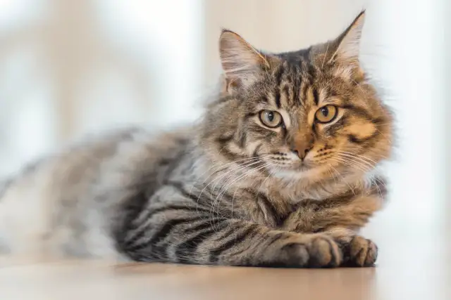 Puszysty kot o brązowym futrze leży na podłodze, zastanawiając się, czy koty mogą jeść czekoladę.