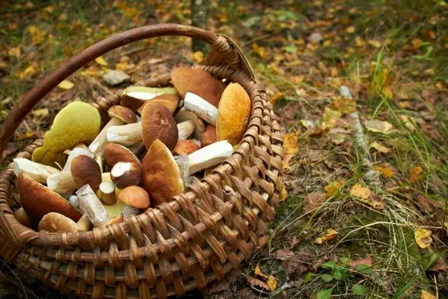 Gdzie na grzyby Szczecin? Odkryj najlepsze miejsca na grzybobranie