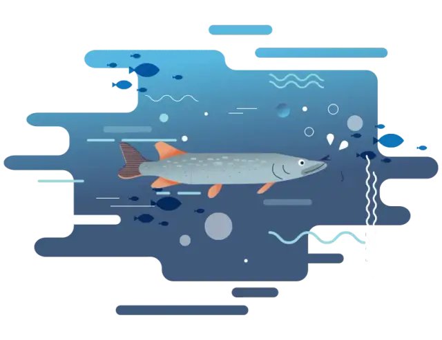 Jakie ryby są w Bałtyku? Odkryj tajemnice morskich gatunków