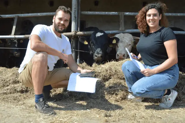 Hodowla byków czy się opłaca? Kluczowe czynniki wpływające na zyski