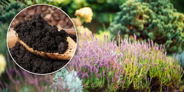 Fusy z kawy do jakich kwiatów? Odkryj najlepsze rośliny dla nich