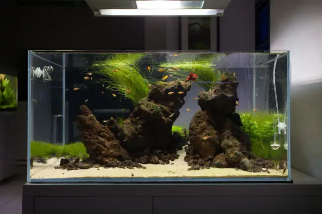 Jakie bakterie do akwarium: klucz do czystej wody i zdrowego ekosystemu