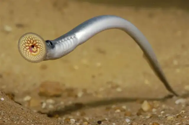 Jakie zwierzęta żyją w Bałtyku? Odkryj fascynującą faunę mórz